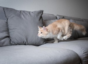 Why My Cat Gets the Zoomies: Understanding Frenetic Random Activity Periods