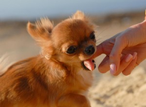 Why Does My Dog Bite Me While I’m Petting Him?