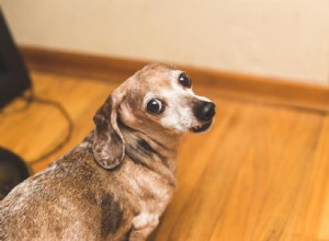 Why My Senior Dog Won’t Sleep at Night and How to Help