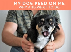 Why My Dog Peed on Me and How to Stop It