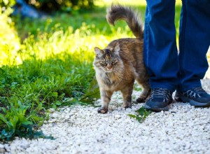 Why My Cat Peeed on Me and How to Stop It