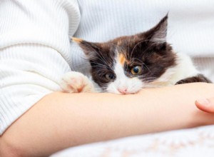 Why Does My Cat Gently Bite While Purring? Understanding the Mixed Signals