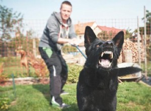 How to Stop Your Dog Barking at Other Dogs While on a Leash