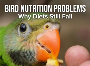 Bird Care Tips: Tackling Nutrient Deficiencies & Absorption Problems