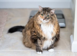 How Obesity Increases Diabetes Risk in Cats