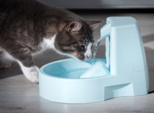 Safe Home Remedies for Mild Vomiting in Cats