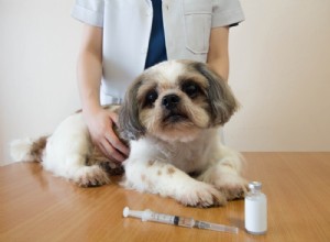 Understanding Diabetes Mellitus in Pets: Causes, Symptoms, and Treatment