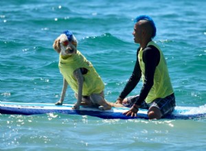 Surf’s Up: Dogs Ride the Waves at the World Dog Surfing Championships