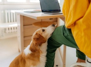 Why Dogs Lean on Their Owners: Affection, Anxiety, and Attention