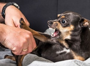 How to Tell If Your Dog Is Mad at You and What to Do